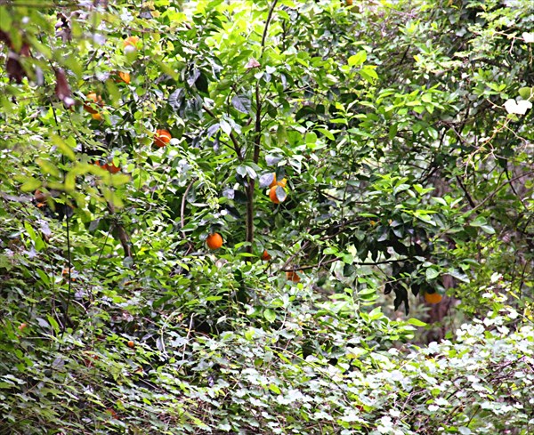 064-Апельсиновые деревья